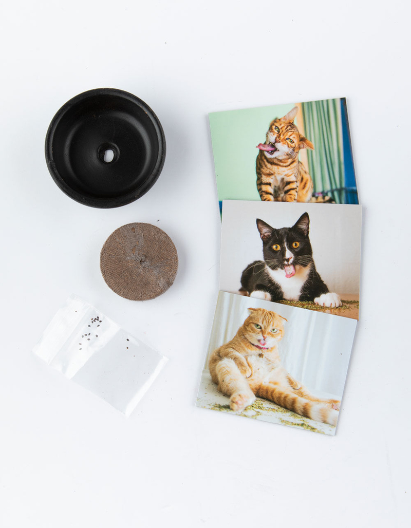 RUNNING PRESS Cats On Catnip Grow-Your-Own Catnip Kit image number 0