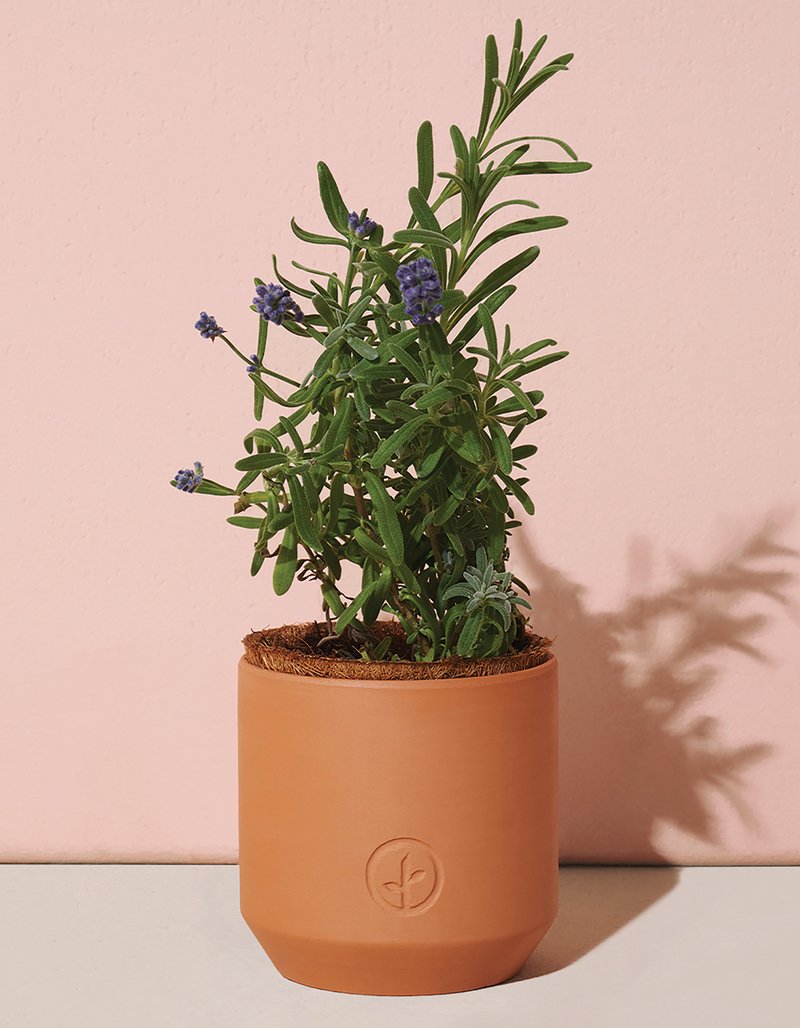 MODERN SPROUT Seed Sprouting Kit - Live Well Lavender image number 1