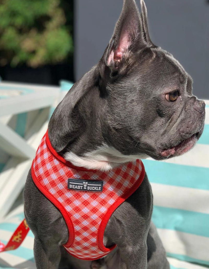 BEAST & BUCKLE Pizza Reversible Dog Harness image number 1