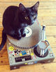 SUCK UK DJ Deck Cat Scratcher image number 4