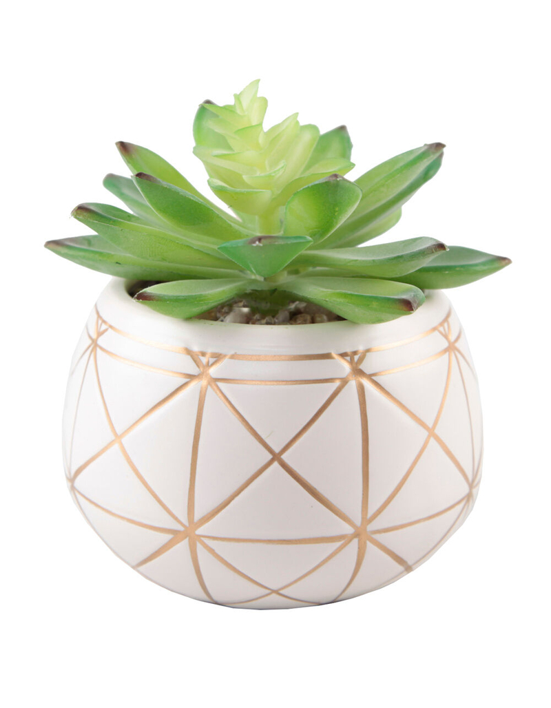 FLORA BUNDA Geometric Succulent Plant image number 1