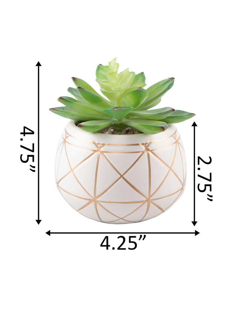 FLORA BUNDA Geometric Succulent Plant image number 3