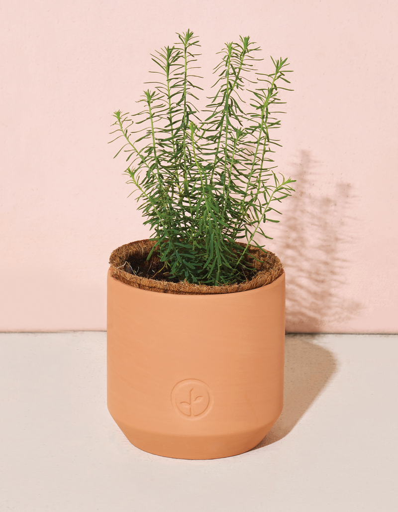 MODERN SPROUT Tiny Terracotta Kit - Champagne Poppies image number 1