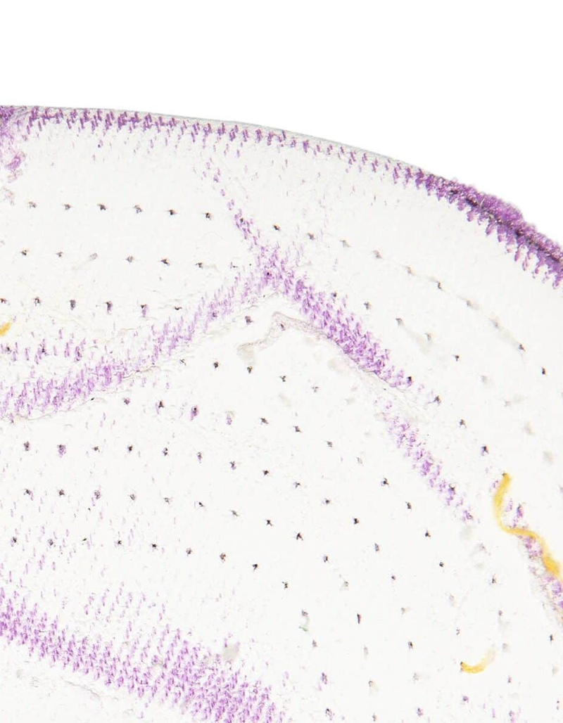 MITCHELL & NESS SSBSTS HWC Los Angeles Lakers Mens Snapback Hat image number 3