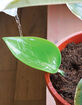 Foliage Funnels 6 Pack Precise Watering Tools image number 5