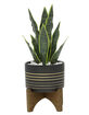 FLORA BUNDA Snake Plant Black Pot image number 1