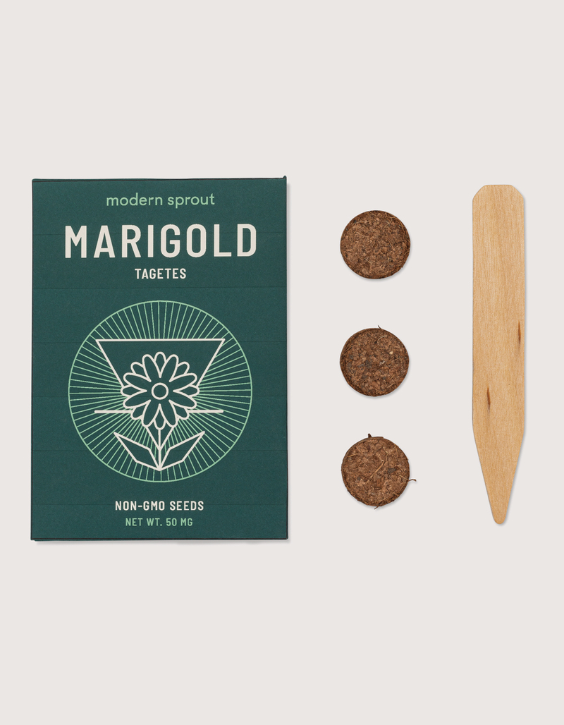 MODERN SPROUT Cosmic Seed Kit - Earth Marigold image number 5