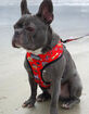 BEAST & BUCKLE Pirate Reversible Dog Harness image number 2