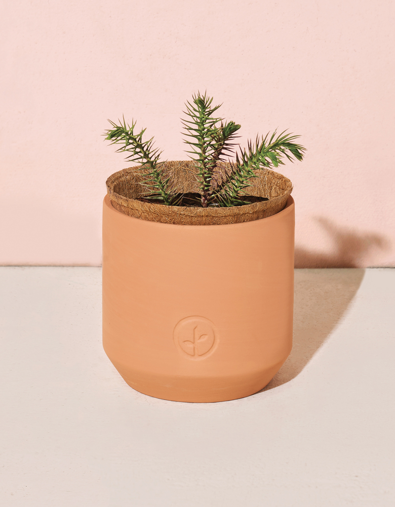 MODERN SPROUT Seed Sprouting Kit Nordic Spruce NORDIC SPRUCE Tillys