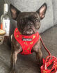 BEAST & BUCKLE Pizza Reversible Dog Harness image number 3
