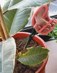 Houseplant Scissors image number 3