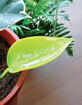 Foliage Funnels 6 Pack Precise Watering Tools image number 3