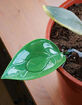 Foliage Funnels 6 Pack Precise Watering Tools image number 4