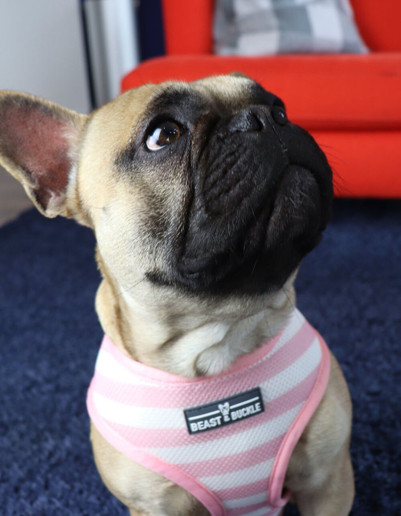 BEAST & BUCKLE Mimosa Reversible Dog Harness image number 2