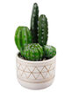 FLORA BUNDA Cactus Garden Pot image number 1