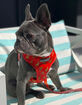 BEAST & BUCKLE Pizza Reversible Dog Harness image number 5