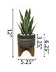 FLORA BUNDA Snake Plant Black Pot image number 2