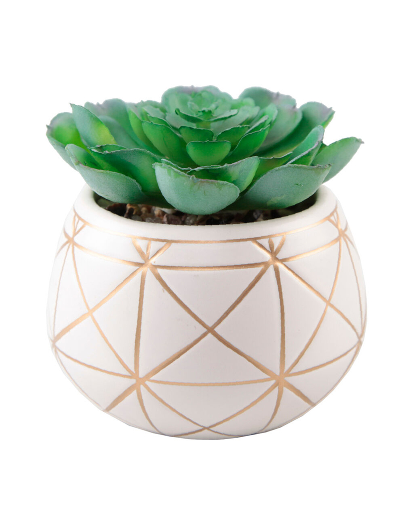 FLORA BUNDA Geometric Succulent Plant image number 2