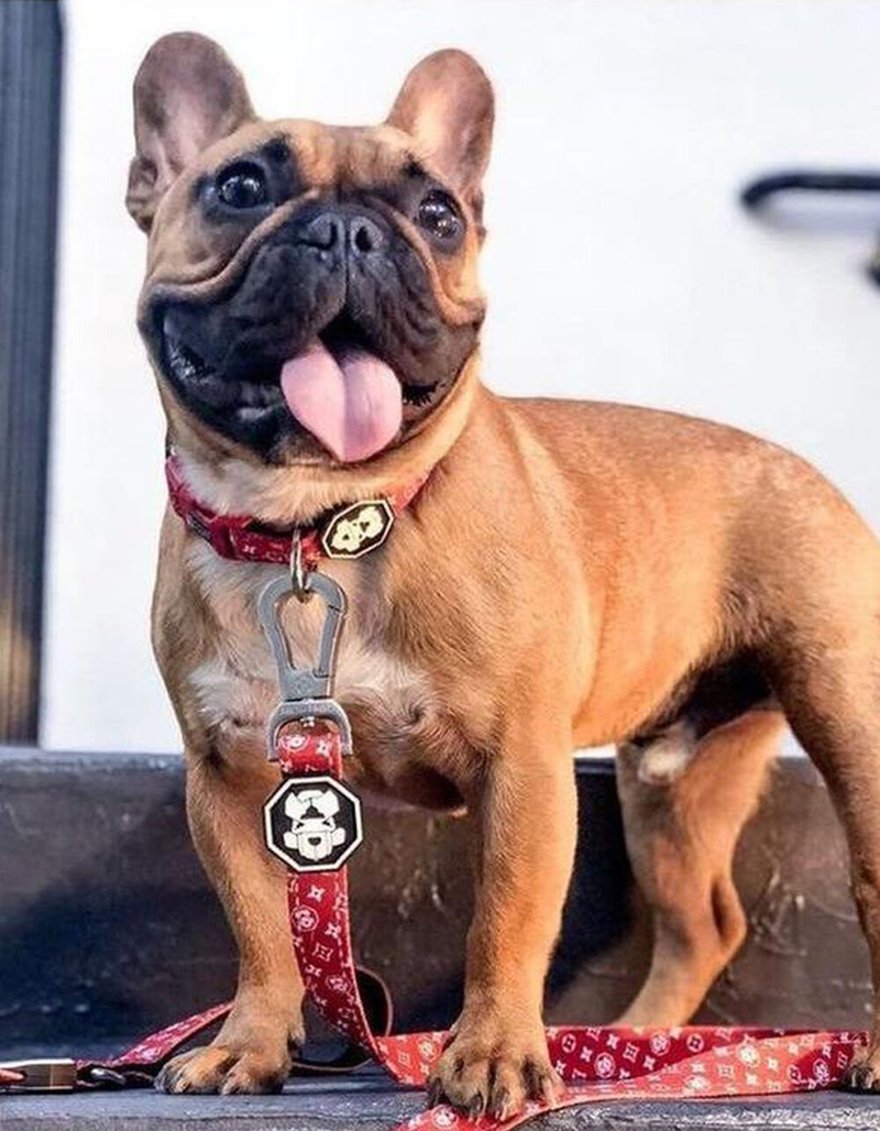 FRESH PAWZ Monogram Hype Dog Collar image number 1