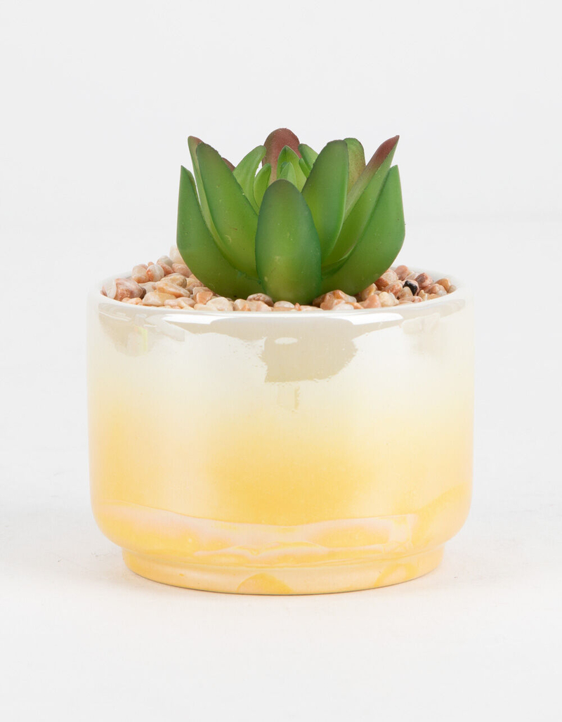 Yellow Ombre Succulent image number 0