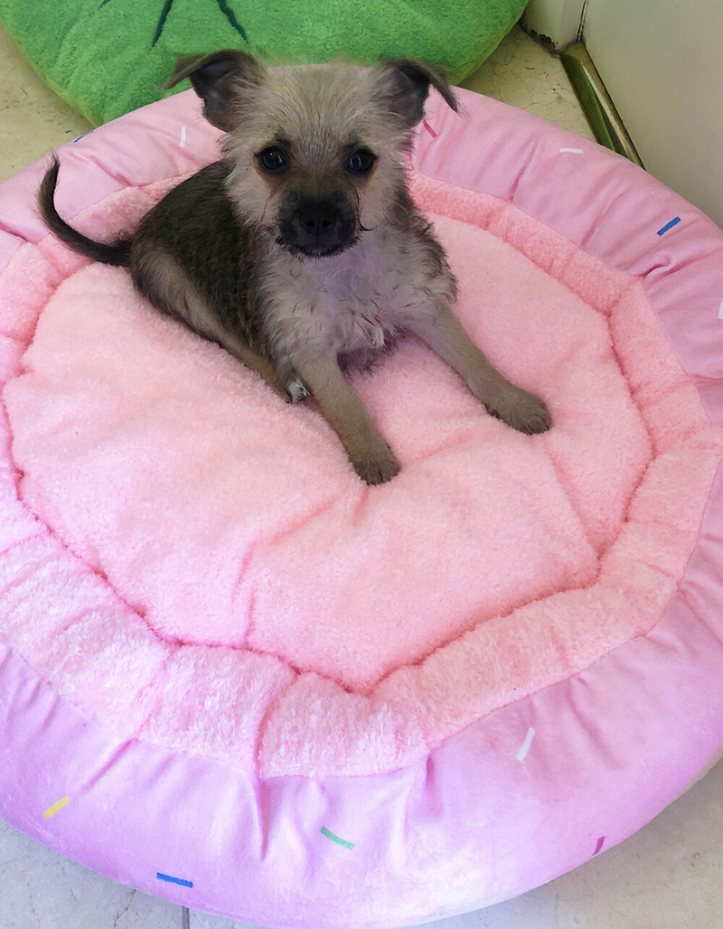 TONBO Donut Pet Bed image number 3