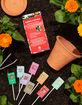 AMBORELLA ORGANICS Blooming Lollipops Grow Kit image number 3