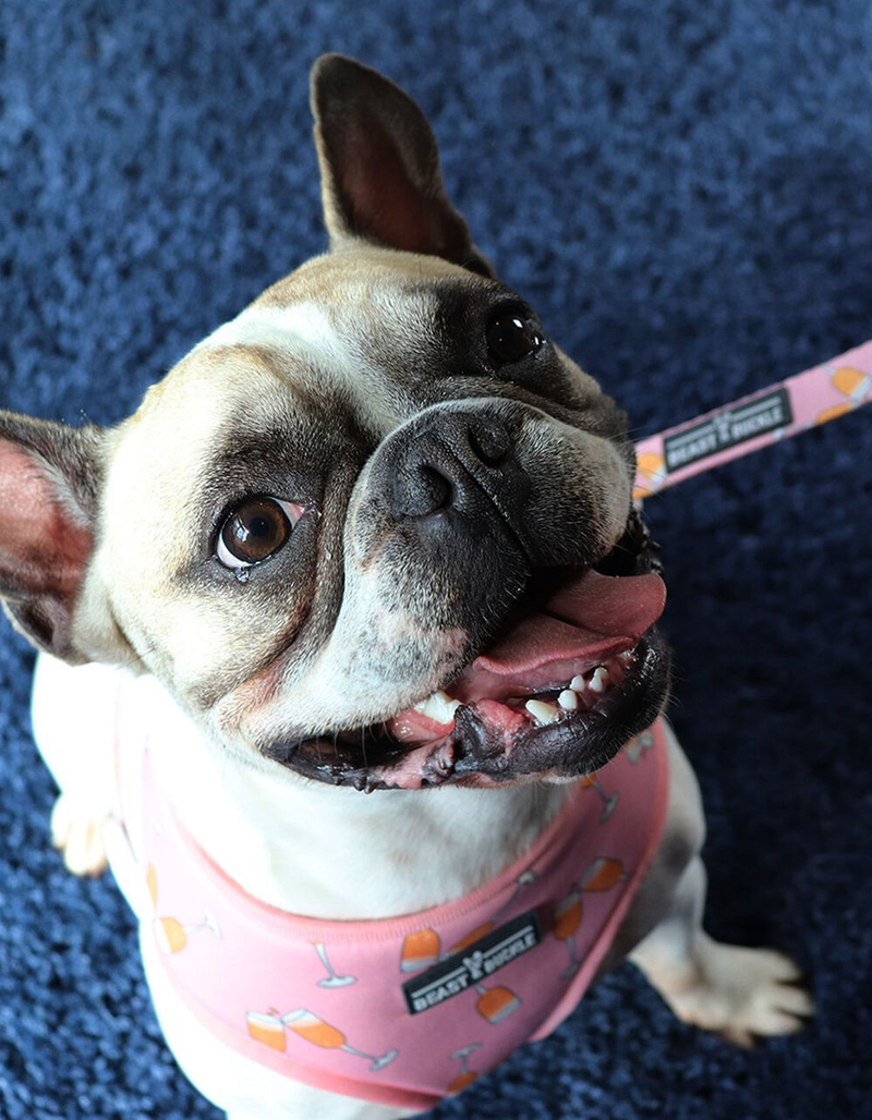 BEAST & BUCKLE Mimosa Reversible Dog Harness image number 1