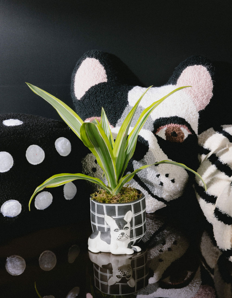 Pampered Pet Pot Frenchie image number 3