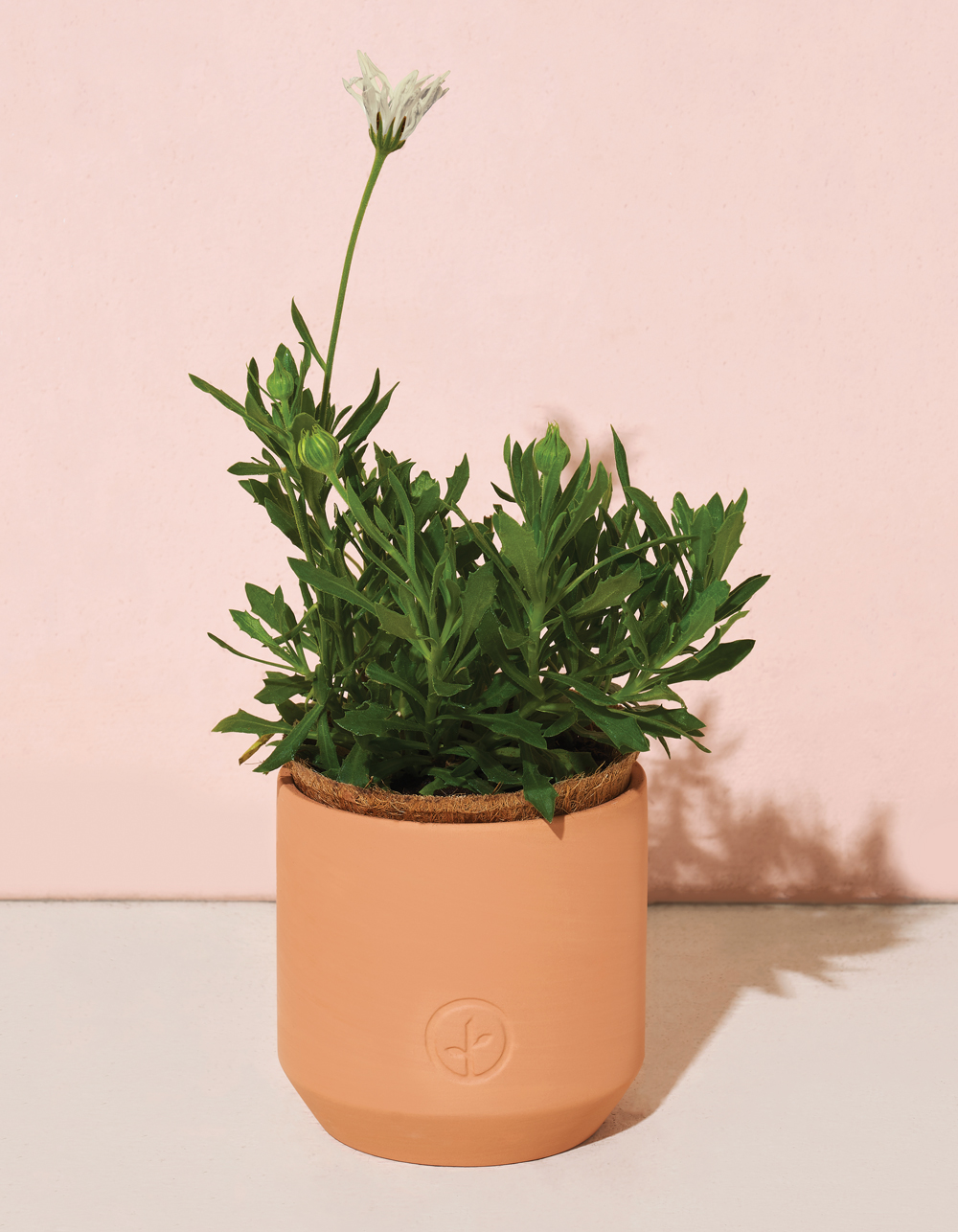 MODERN SPROUT Seed Sprouting Kit Thank You Daisies THANK YOU