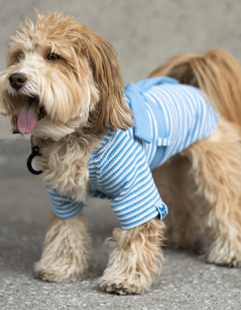 SILVER PAW Rubert Stripe Dog Robe BLUE COMBO Tillys