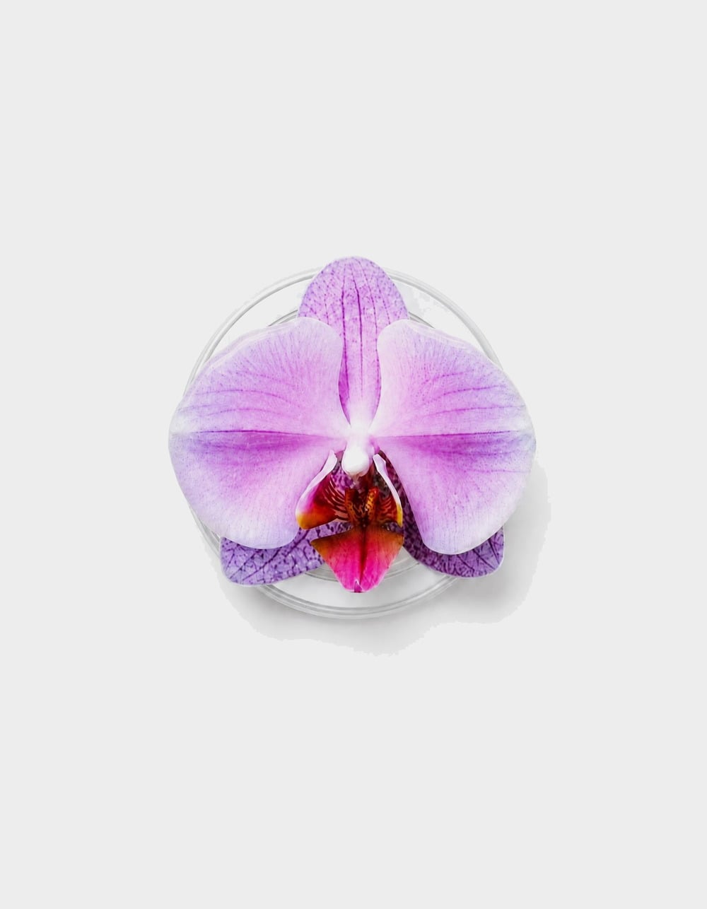 CORDEE CASES Lilac Orchid Magnetic Phone Grip - MAUVE