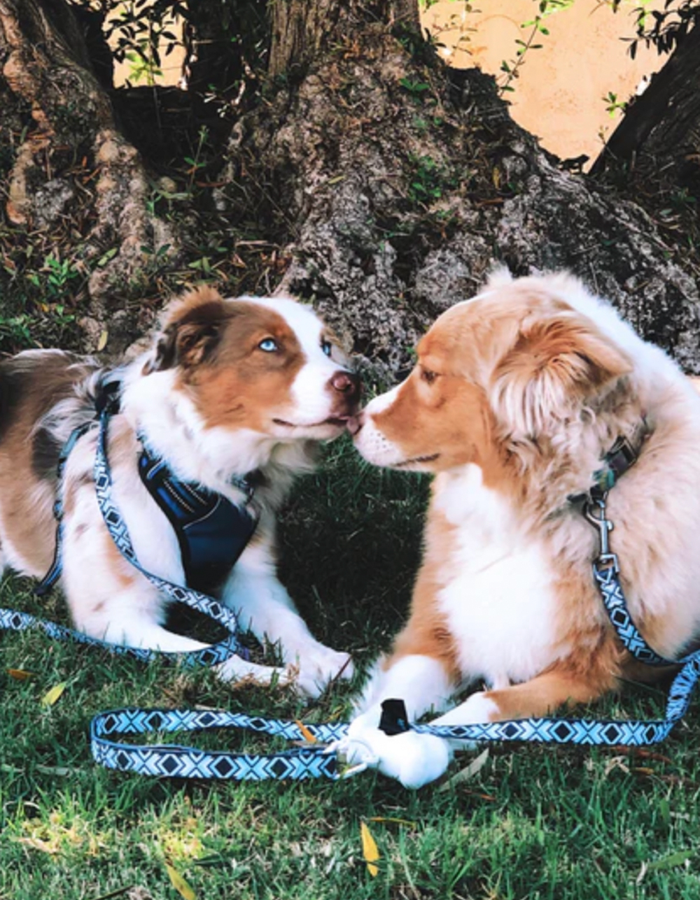 TETHER Dog Leash BLK/BLUE Tillys