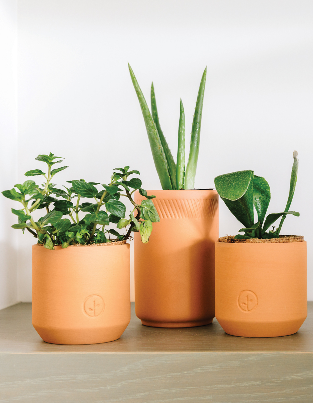 MODERN SPROUT Tiny Terracotta Kit Champagne Poppies CHAMPAGNE