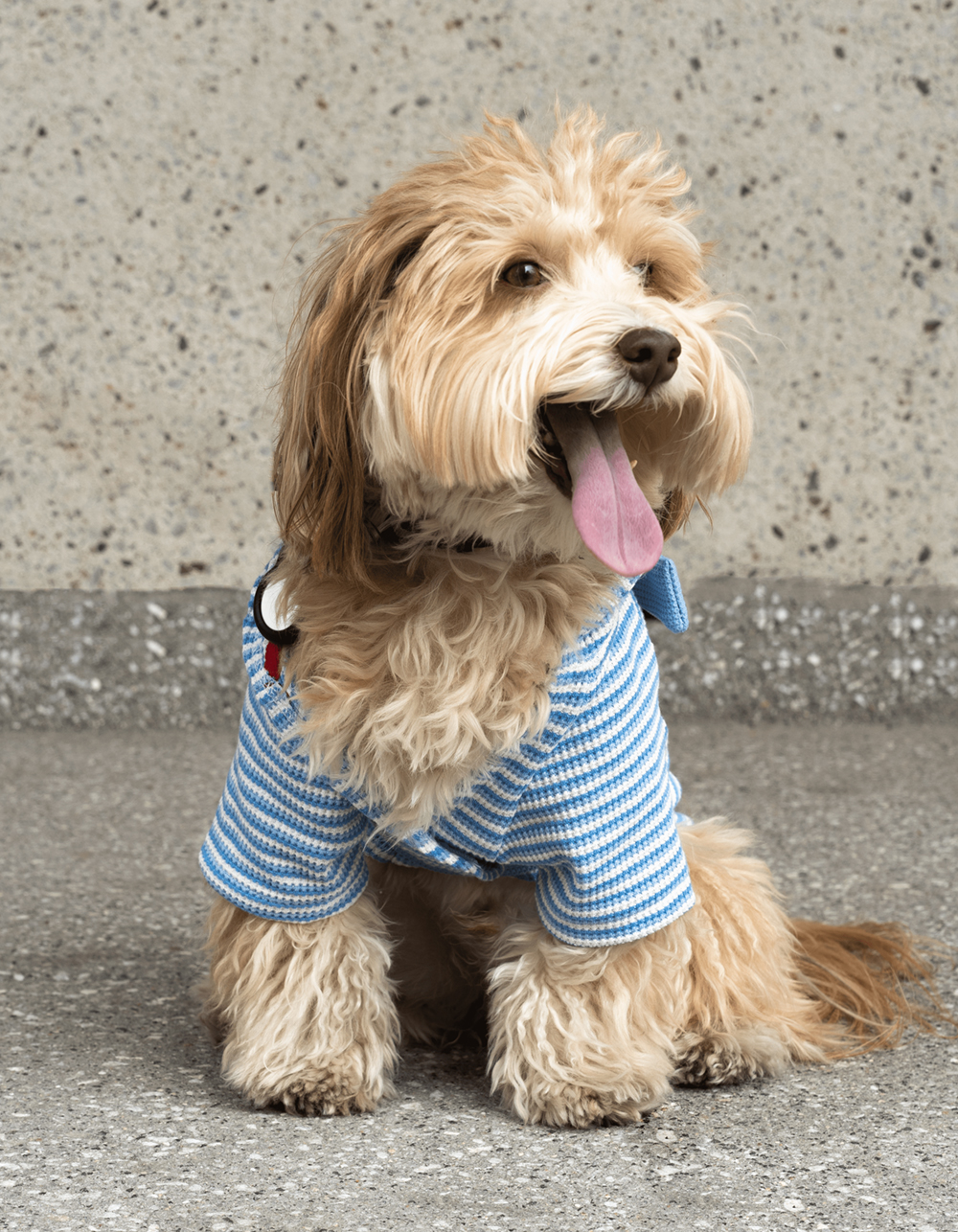 SILVER PAW Rubert Stripe Dog Robe BLUE COMBO Tillys