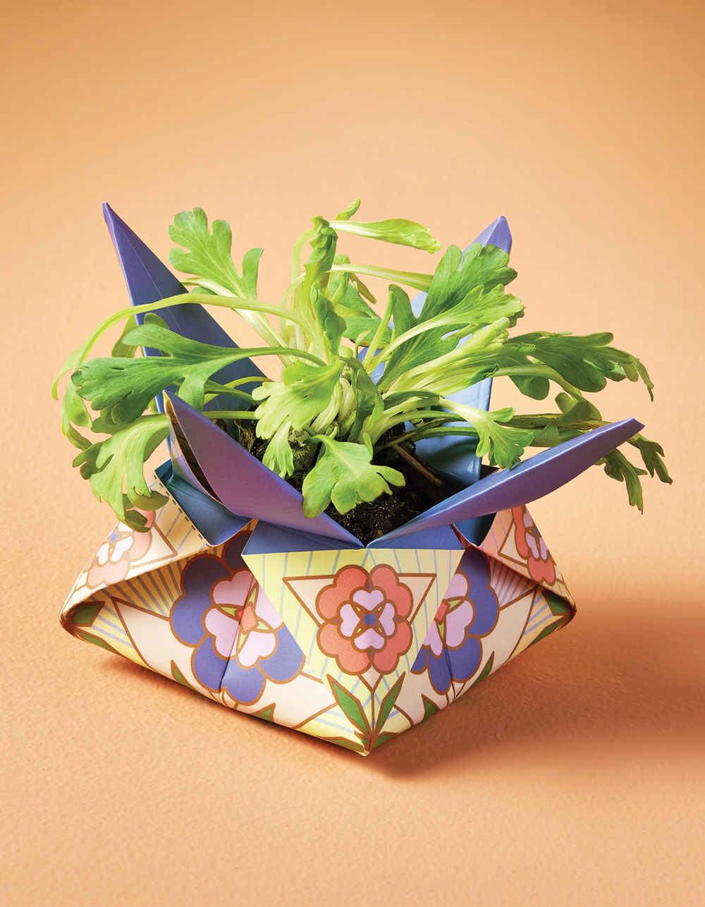 MODERN SPROUT Cosmic Seed Kit Water Poppy WATER POPPY Tillys