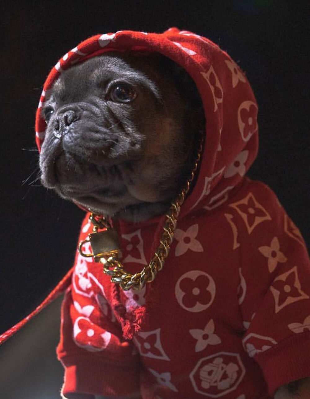 Fresh Pawz Monogram Hype Hoodie | Dog Clothing - Red - L
