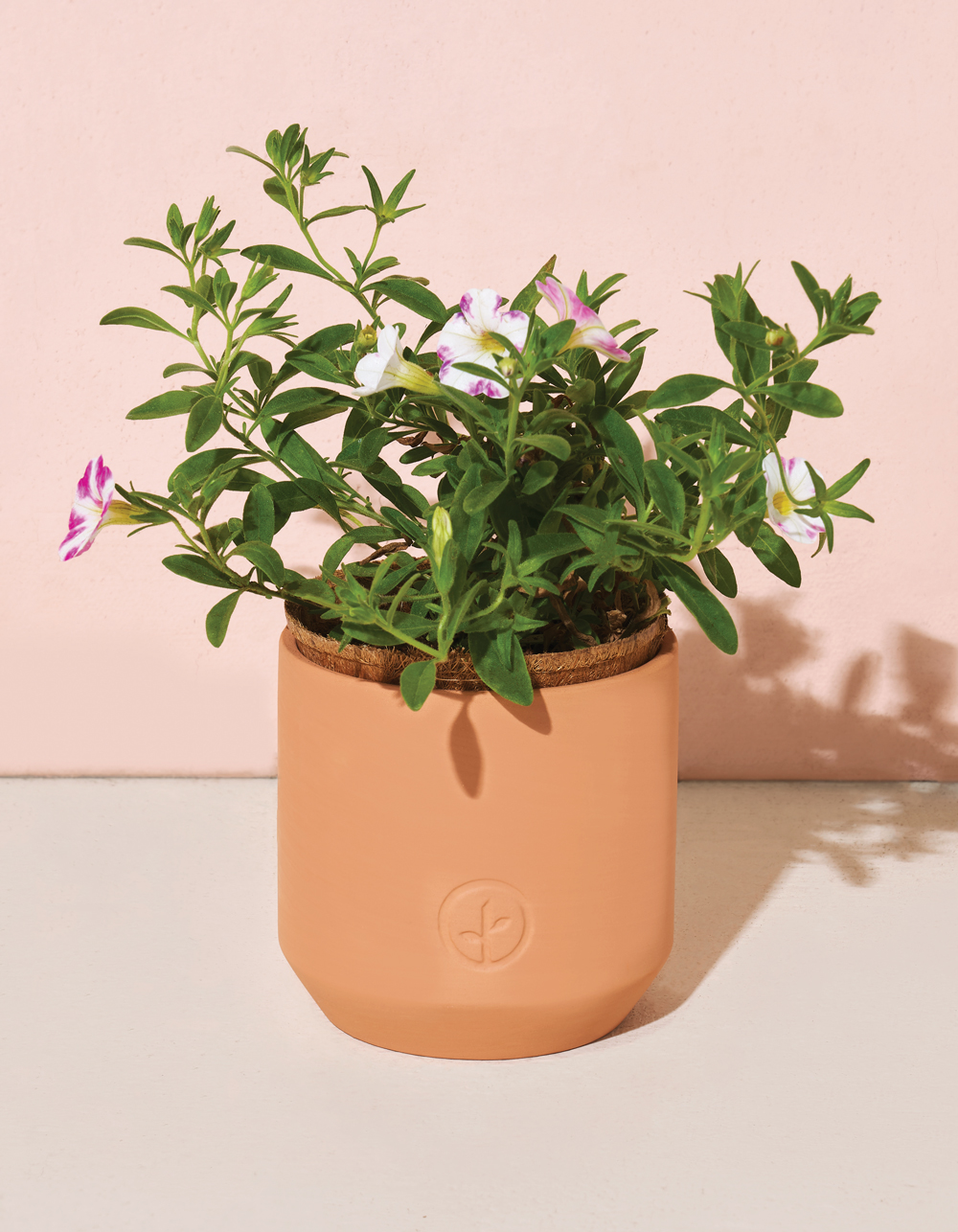 MODERN SPROUT Seed Sprouting Kit - Peppermint Cosmos - PEPPERMIT COSMOS